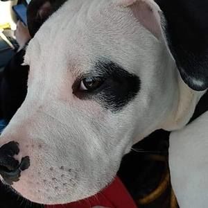 Meet your Posher, Elijah